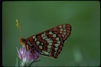 : Euphydryas sp.