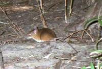 large Japanese field mouse
