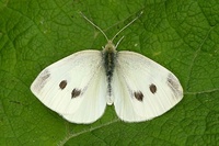 Pieris rapae - Small White