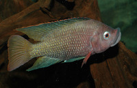 Oreochromis spilurus spilurus, Sabaki tilapia: aquaculture, aquarium