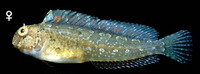 Hypsoblennius gentilis, Bay blenny: aquarium