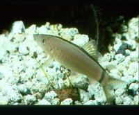 Yasuhikotakia morleti, Skunk botia: aquarium