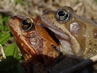 Rana temporaria - European Common Frog