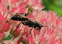 Image of: Hymenoptera (ants, bees, and wasps)