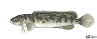 Image of: Gadopsis marmoratus (river blackfish)