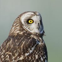 Short-eared Owl (Asio flammeus) photo