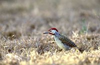 Bennett's Woodpecker - Campethera bennettii