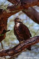 Immature Steppe-eagle