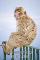 Barbary apes ( Macaca silvanus ) , Gibraltar , Europe stock photo