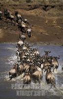...Blue wildebeest , connochaetes taurinus , crossing the Mara river during the migration , Maasai 