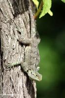 Green tree Agama on a tree trunk
