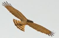 ...Short-toed Eagle (Circaetus gallicus)  a specialist reptile hunter - hence the 