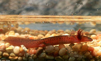: Pseudotriton ruber ruber; Northern Red Salamander (Larvae)