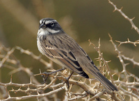 : Amphispiza belli; Sage Sparrow