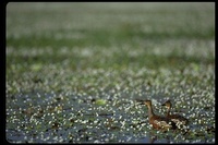 : Dendrocygna arcuata; Whistling Tree-duck