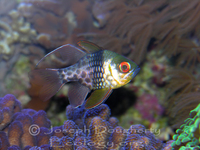 : Sphaeramia nematoptera; Coral Cardinalfish