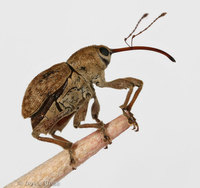 : Curculio sp.; Acorn Weevil