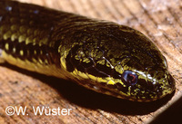 : Pseudoeryx plicatilis; Snake