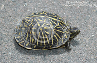 : Terrapene carolina ssp. bauri; Florida Box Turtle