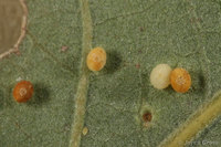 : Neuroterus saltatorius; Jumping Oak Gall Wasp;