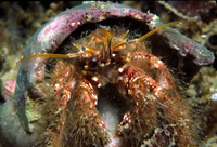 : Paguristes ulreyi; Furry Hermit Crab