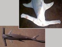 Eusphyra blochii, Winghead shark: fisheries