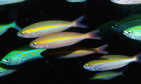 Pterocaesio chrysozona, Goldband fusilier: fisheries, bait