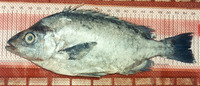 Pseudopentaceros richardsoni, Pelagic armorhead: fisheries