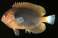 Centropyge fisheri, Orange angelfish: aquarium