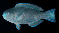 Scarus viridifucatus, Roundhead parrotfish: fisheries