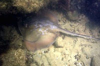Dasyatis marmorata, Marbled stingray: gamefish