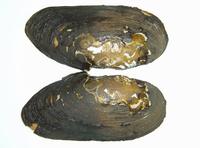 Margaritifera margaritifera - Freshwater Pearly Mussel