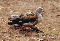Neochen jubata - Orinoco Goose