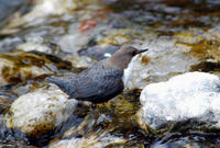 Image of: Cinclus cinclus (white-throated dipper)