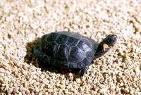 Image of: Clemmys muhlenbergii (bog turtle)