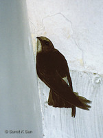 House Swift - Apus affinis