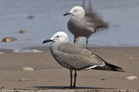 Gray Gull - Larus modestus