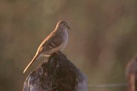 Long-tailed Ground-Dove - Uropelia campestris