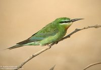 Blue-cheeked Bee-eater - Merops persicus