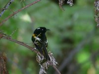 Stitchbird - Notiomystis cincta