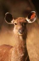 Sambar - Forest Deer