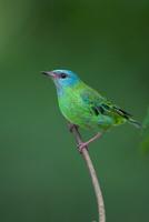 blue green tanager
