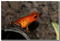 : Dendrobates pumilio christobal; Strawberry Poison Frog