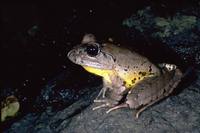 : Mixophyes fleayi; Fleays Barred-Frog