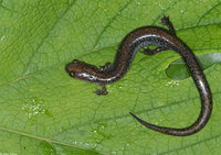 : Plethodon hoffmani; Valley And Ridge Salamander