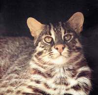*Дальневосточный кот - Prionailurus bengalensis (Kerr, 1792) - Fareastern Wild Cat.