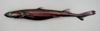 Etmopterus pusillus, Smooth lanternshark: fisheries