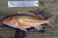 Sebastes elongatus, Greenstriped rockfish: fisheries, aquarium, bait