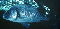 Plectorhinchus gibbosus, Harry hotlips: fisheries, gamefish