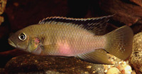 Benitochromis finleyi, :